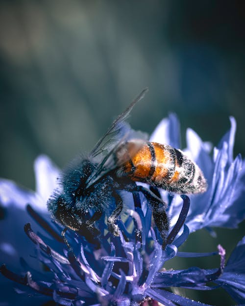 A Honeybee on the Flower