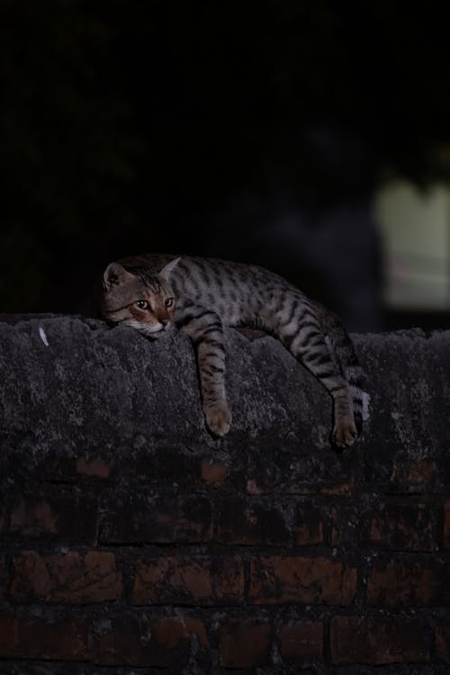 Free Cat Lying Down on Wall Stock Photo