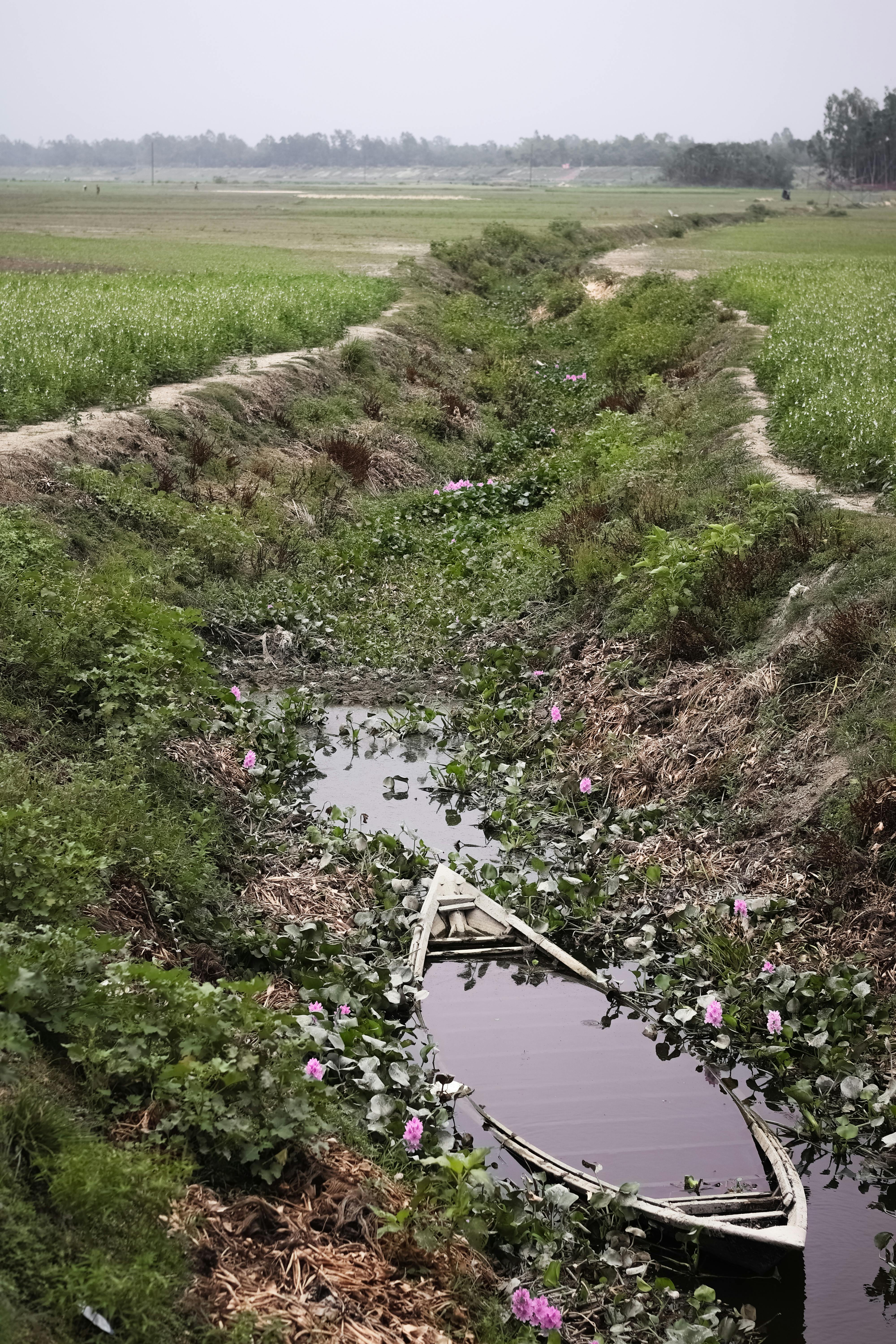 Δωρεάν στοκ φωτογραφιών με bangladesh, pabna, αγροτικό τοπίο Φωτογραφία από στοκ φωτογραφιών