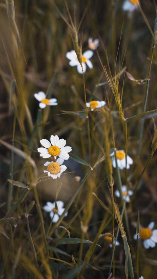 Close-up of Delicate White Flowers on a Field 