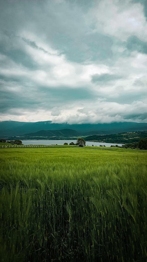 녹색, 농촌의, 목초의 무료 스톡 사진