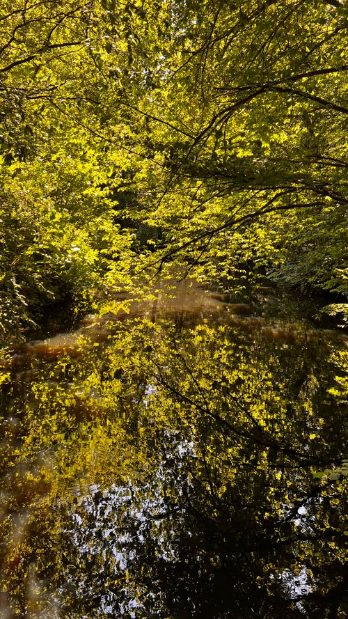Free stock photo of forest, green, simmetry Stock Photo