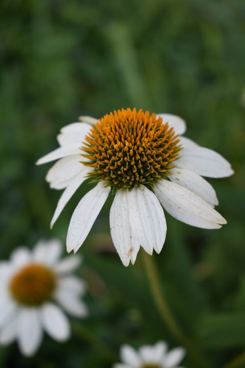 Photos gratuites de centrale, étamine, fleur blanche