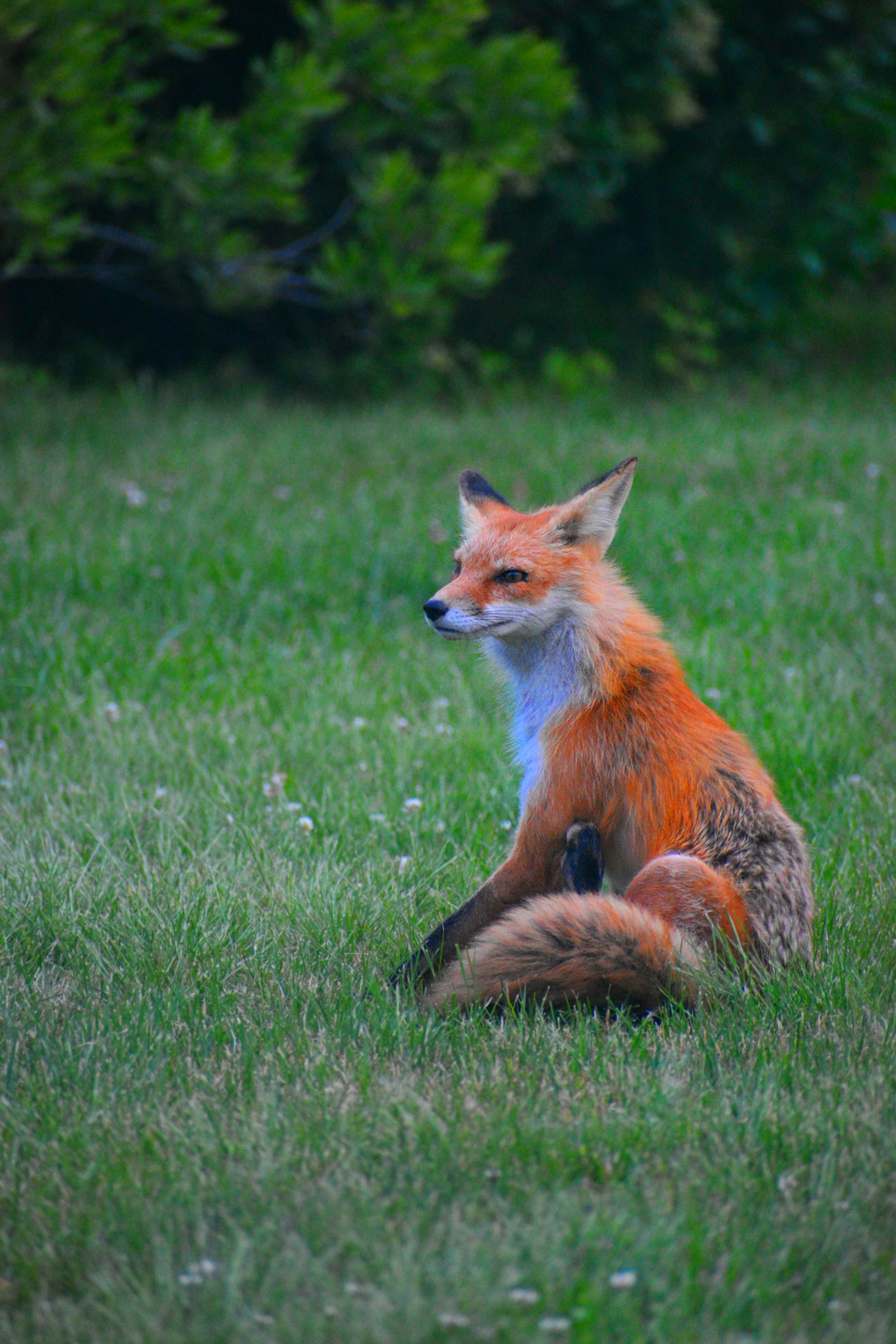 A serene image of a red fox resting on grass in a natural setting.