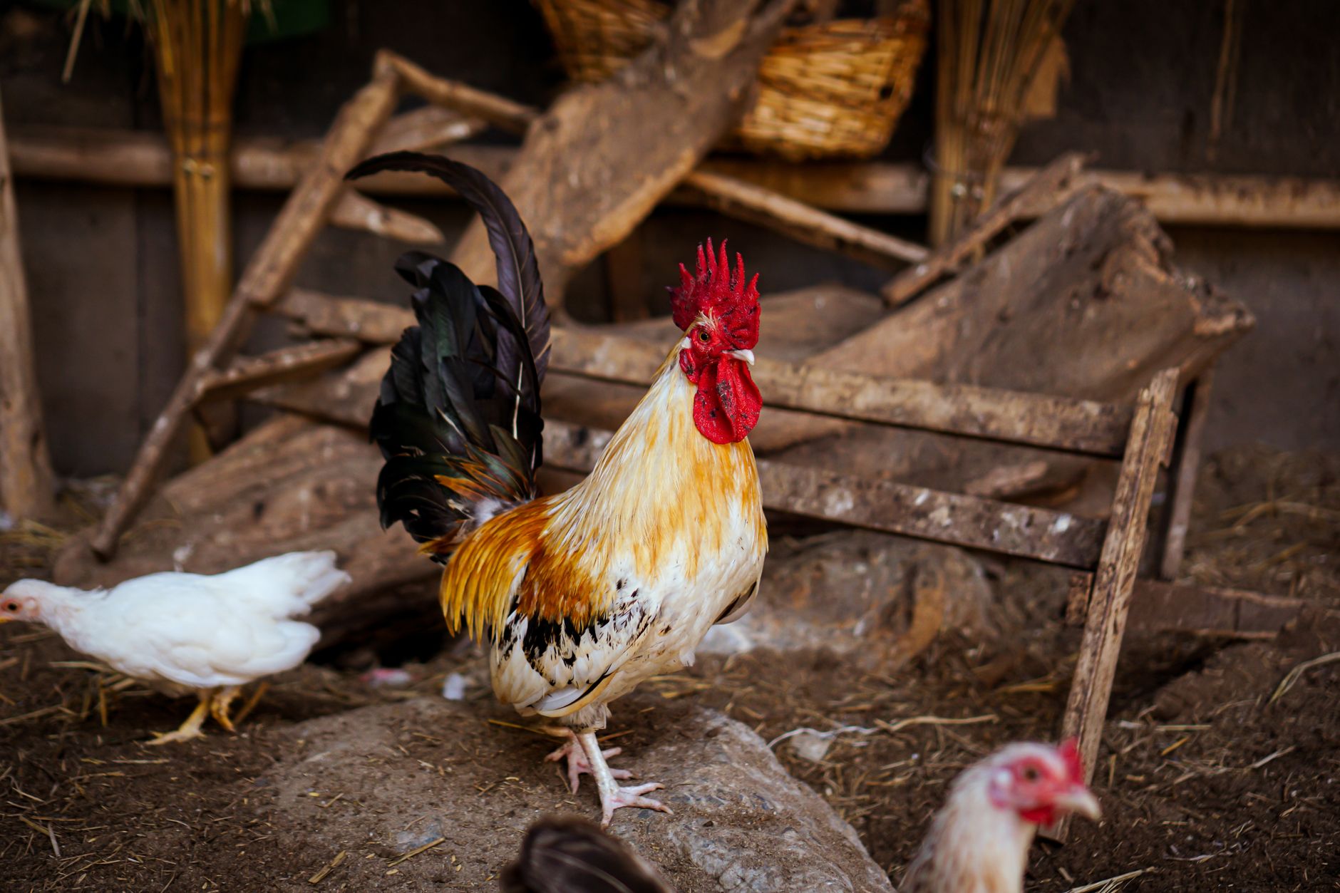 Colorful rooster and hens in a rustic barnyard setting, symbolizing rural life.