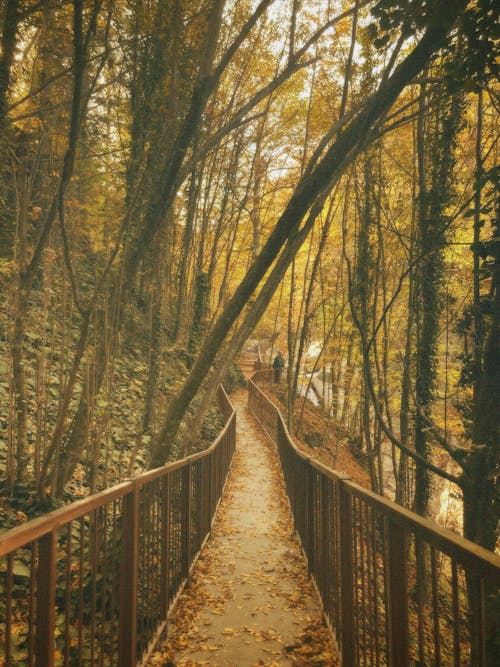 가을, 경치, 공원의 무료 스톡 사진