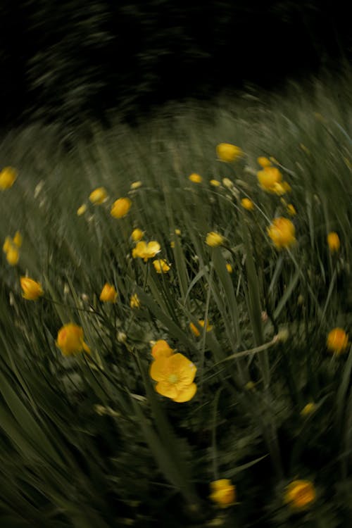 Blurred Flowers on Meadow