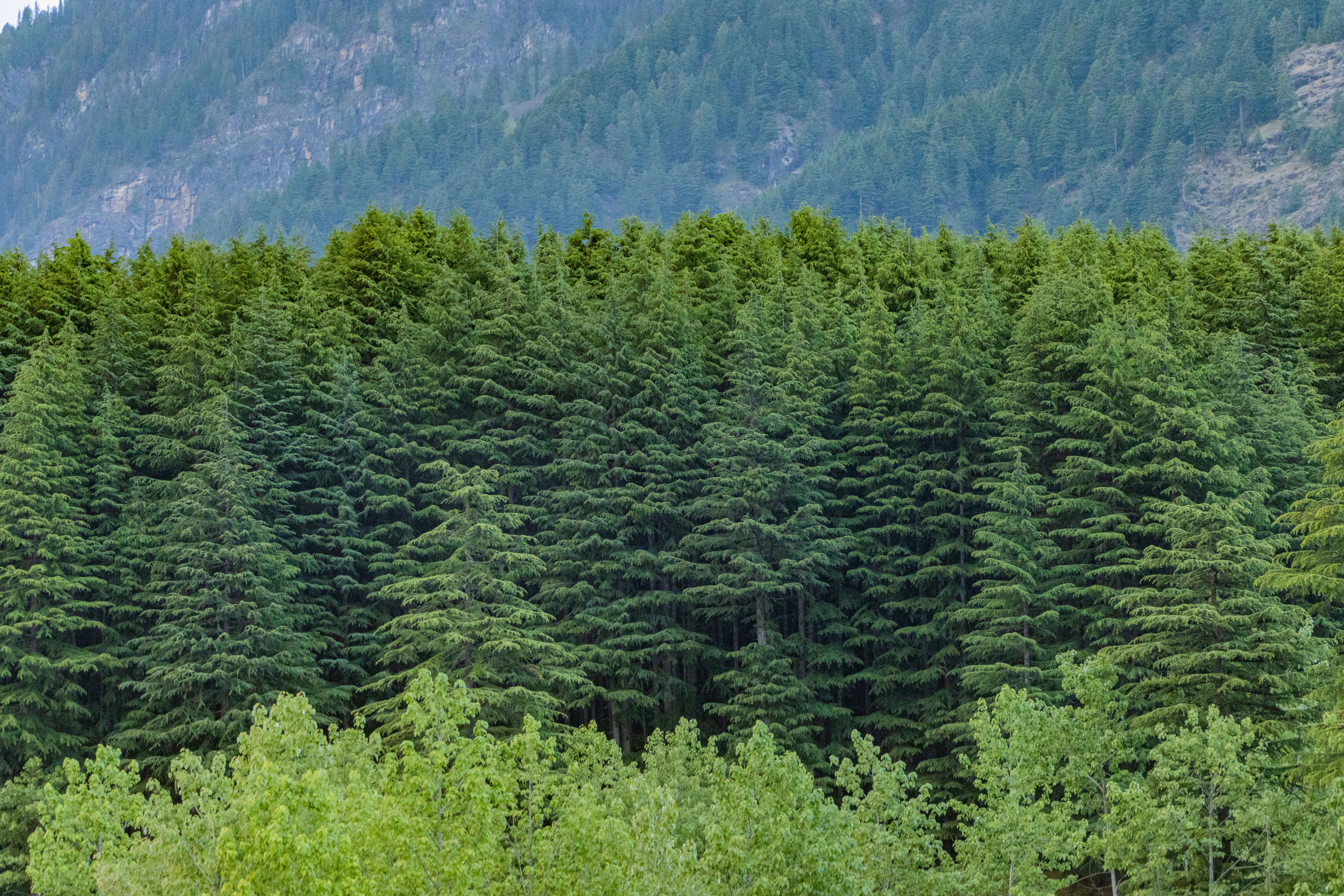 Deodar Cedar