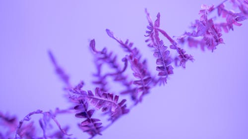 คลังภาพถ่ายฟรี ของ marekpiwnicki, phacelia, phacelia tanacetifolia