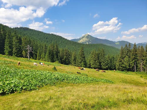 Základová fotografie zdarma na téma hory, hospodářská zvířata, hřiště