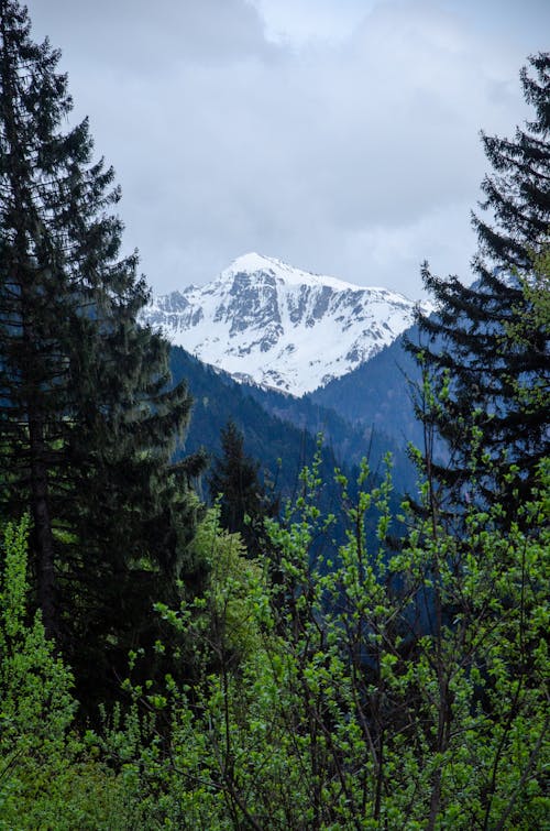 Immagine gratuita di alberi, catena montuosa, conifere