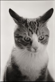 Detailed close-up of a tabby cat with expressive eyes on a white backdrop.