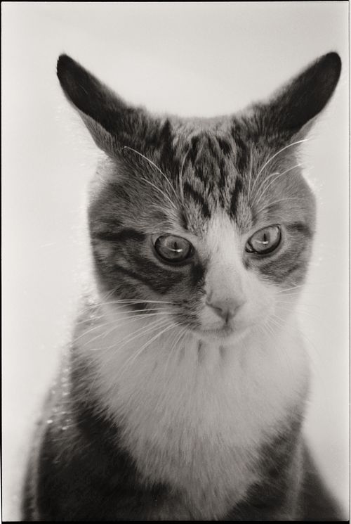 Free Detailed close-up of a tabby cat with expressive eyes on a white backdrop. Stock Photo