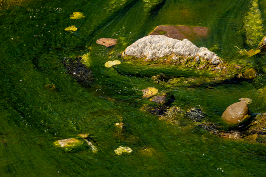 Algae invades restored memorial: environmental investment failure