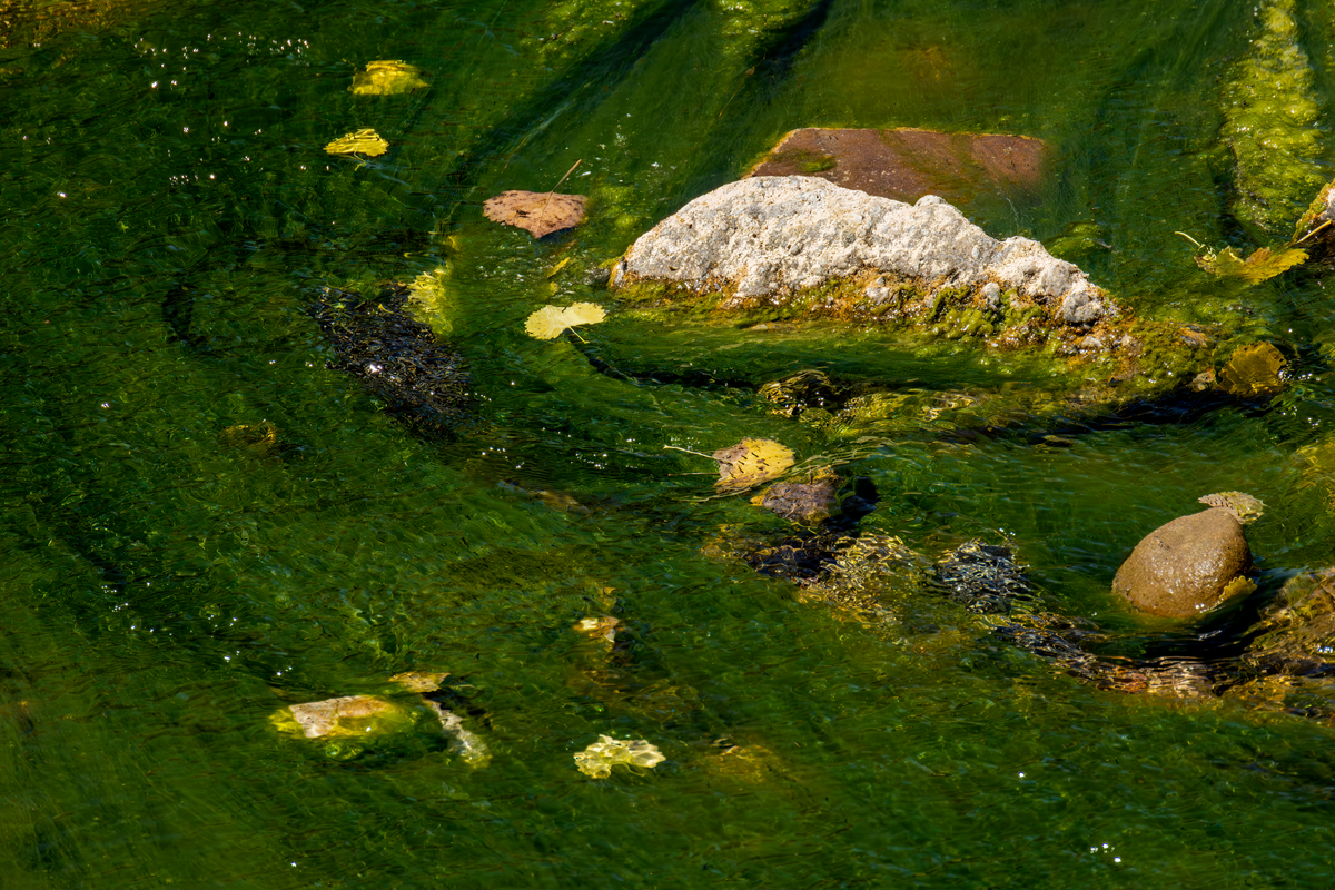 Close-up of green algae and rock texture just beneath a clear water surface