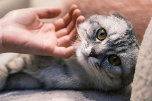 Free A close-up of a Scottish Fold cat being gently stroked by a human hand, showcasing affection and companionship. Stock Photo