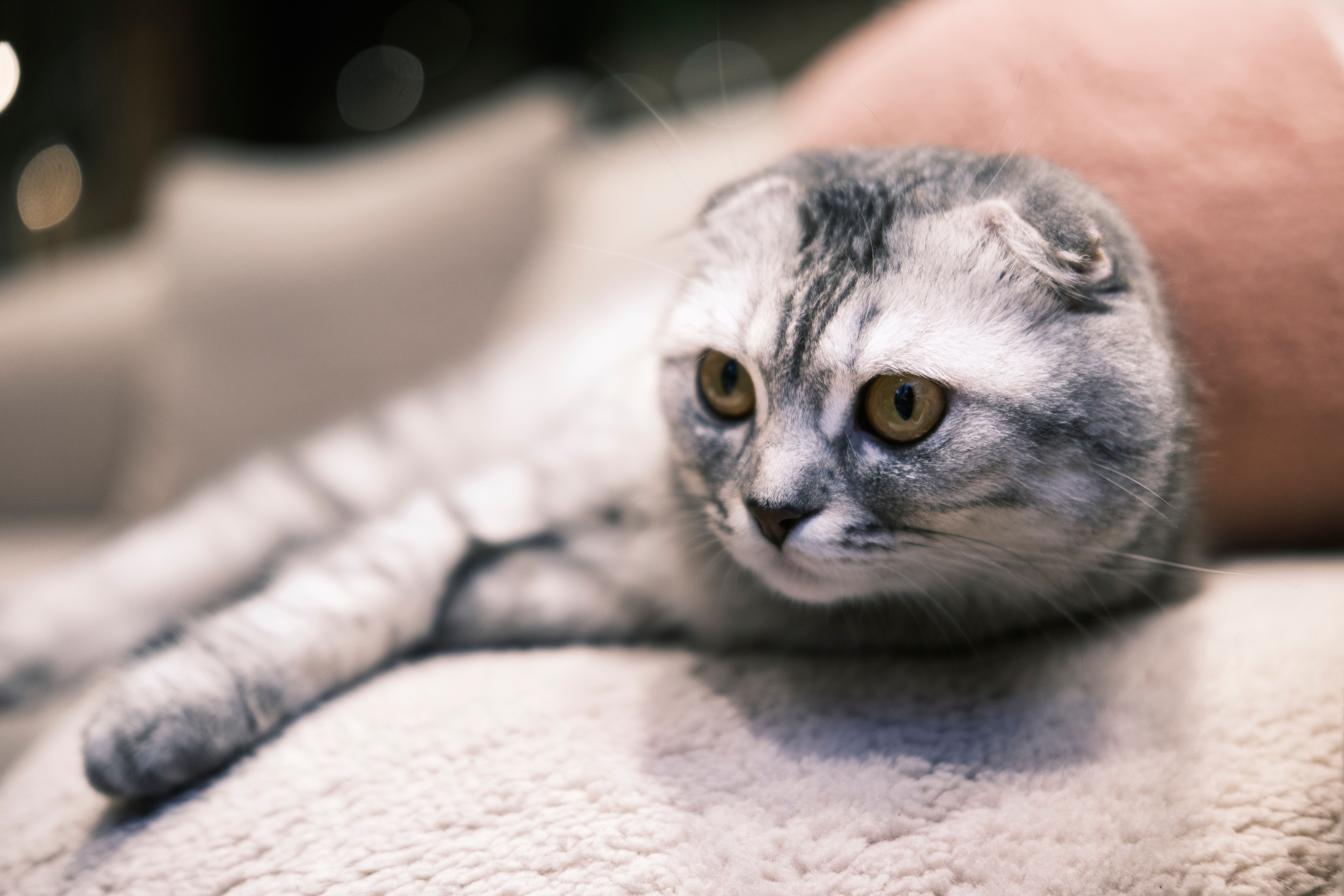 The £14,000 Cat Bill: Global Crisis in Veterinary Healthcare Costs — Photo by Yusuf Çelik on Pexels
