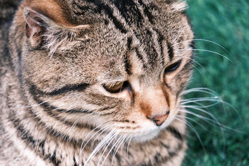 Уживется ли британская короткошерстная кошка с собакой?