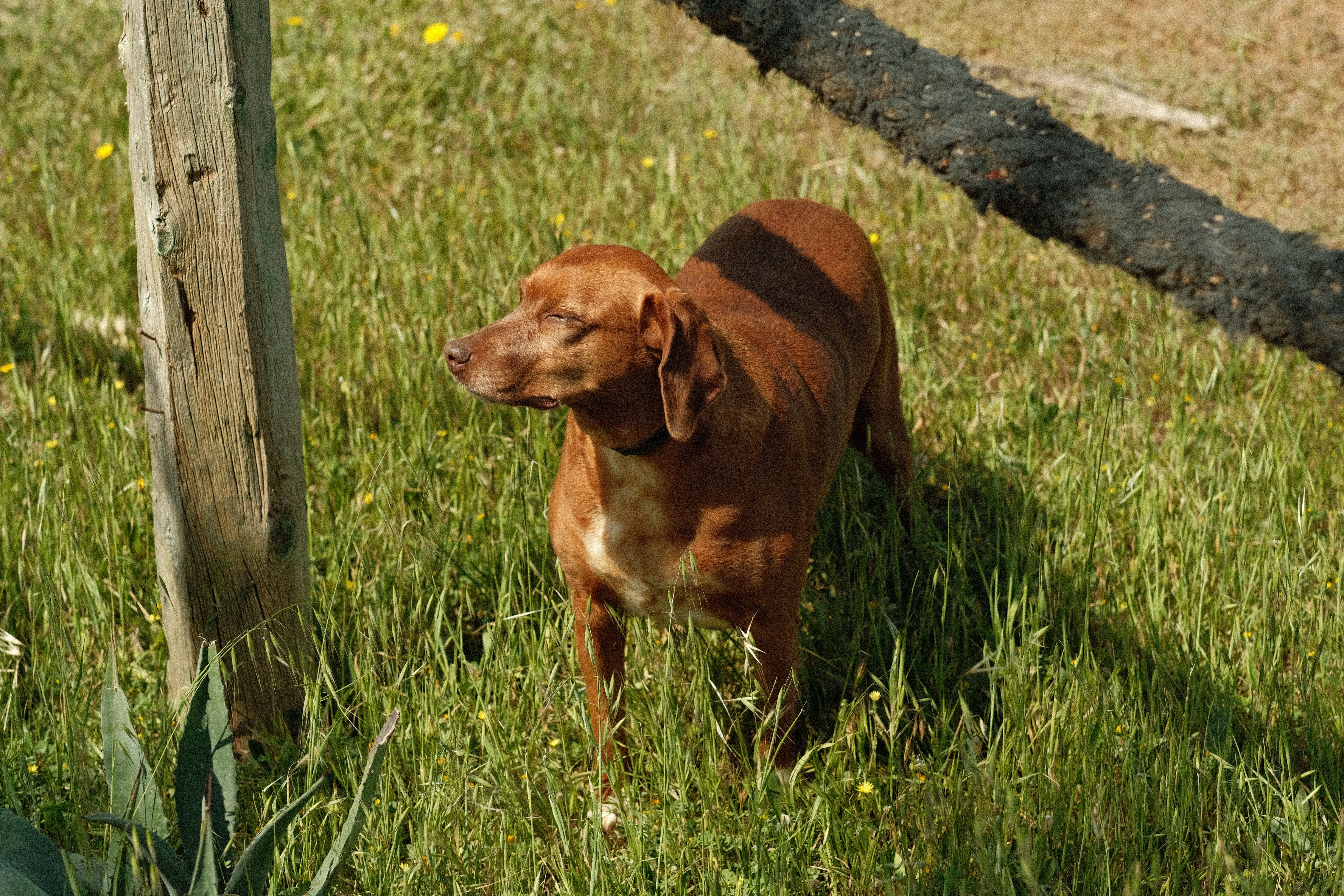 How to Set Up a GPS Dog Fence for Safe Off