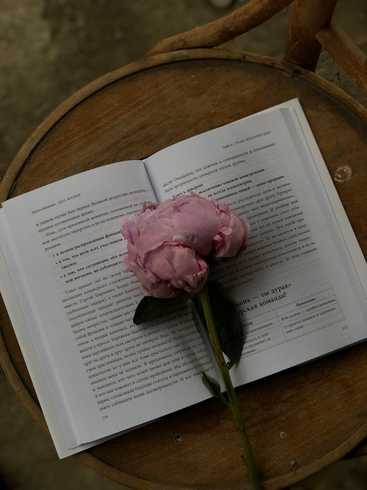 Pink Rose On Open Book