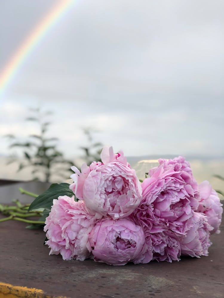 Rainbow Over Purple Flowers