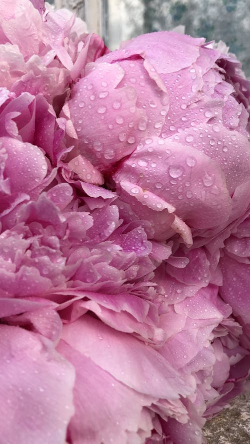 Darmowe zdjęcie z galerii z fioletowy, krople deszczu, kwiat