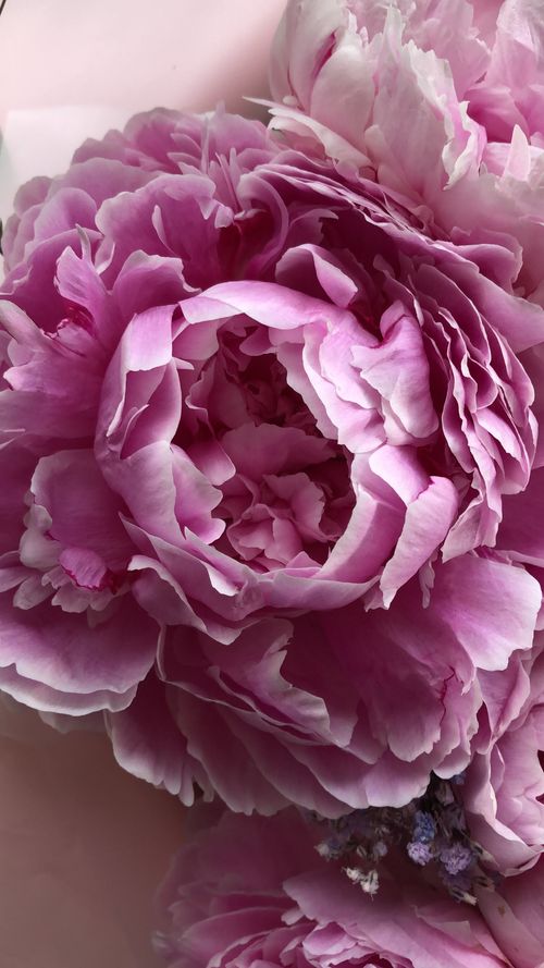 Free Vibrant pink peony blossoms in full bloom. Perfect for floral-themed designs and nature lovers. Stock Photo