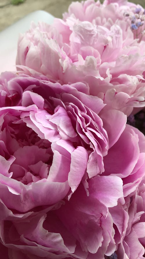 Bouquet of Pink Peonies