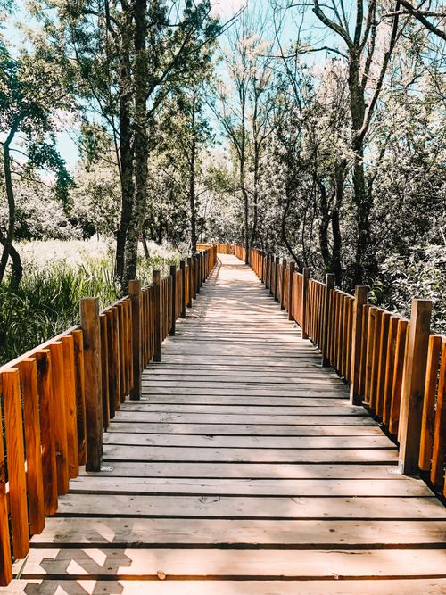 Free Serene forest scene featuring a picturesque wooden footbridge under the clear sky. Stock Photo