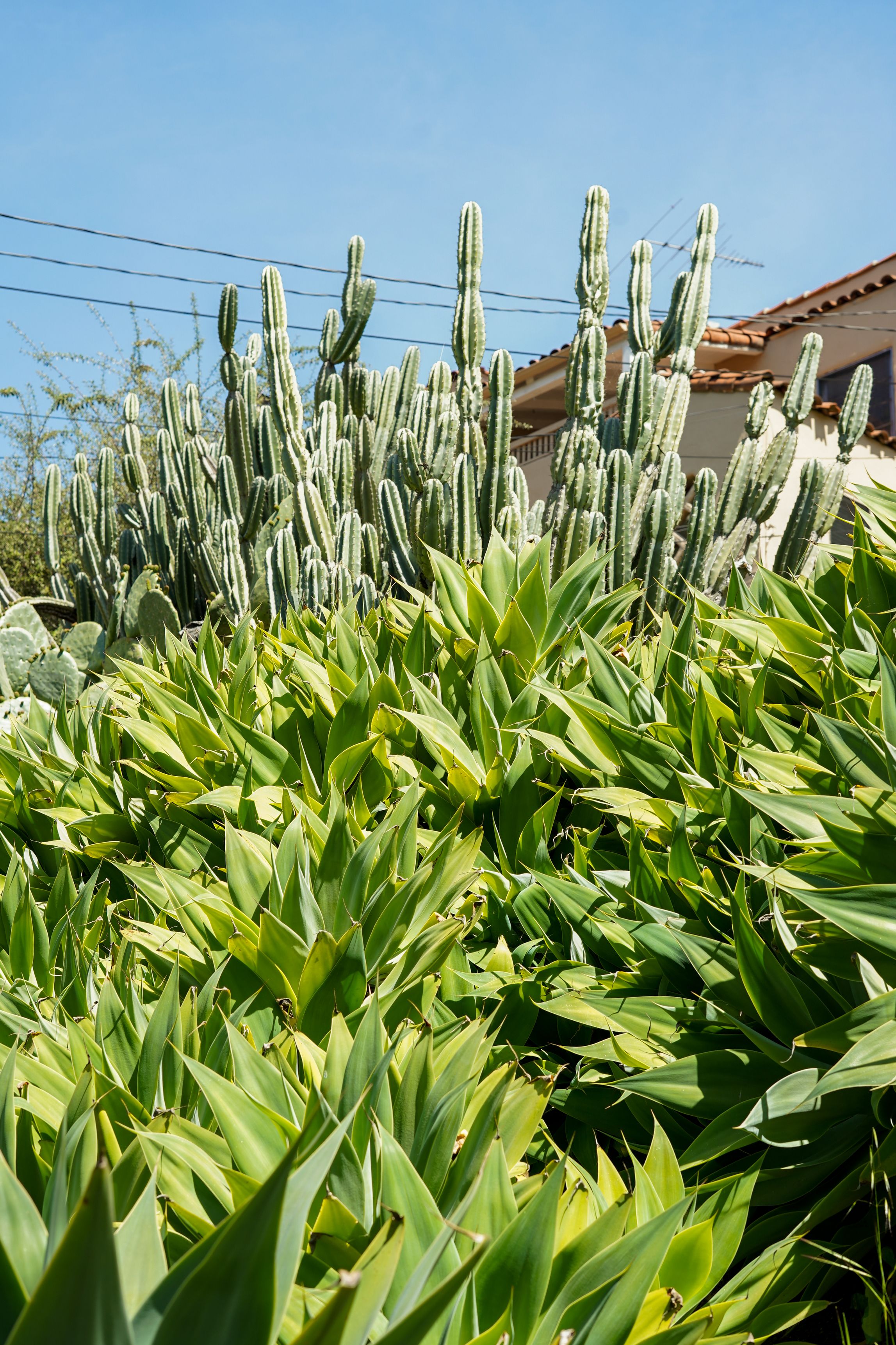 Tropical Plants and Cacti Growing Outside