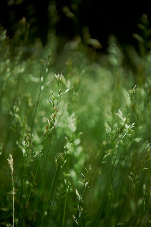 Darmowe zdjęcie z galerii z cienki, natura, pionowy strzał