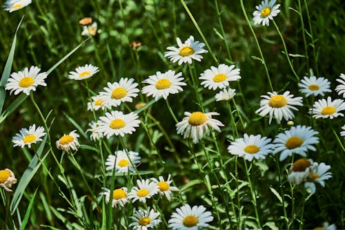 Δωρεάν στοκ φωτογραφιών με γκρο πλαν, λευκός, λουλούδια