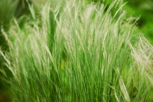 Free A detailed close-up of fresh green grass blades swaying in the breeze. Stock Photo