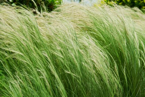 Free Close-up of lush green grass blowing gently in the breeze, showcasing nature's dynamic beauty. Stock Photo