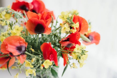 Foto d'estoc gratuïta de anemones vermelles, arranjament, decoratiu