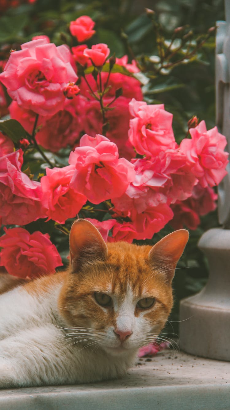 Cat Lying Down Near Flowers