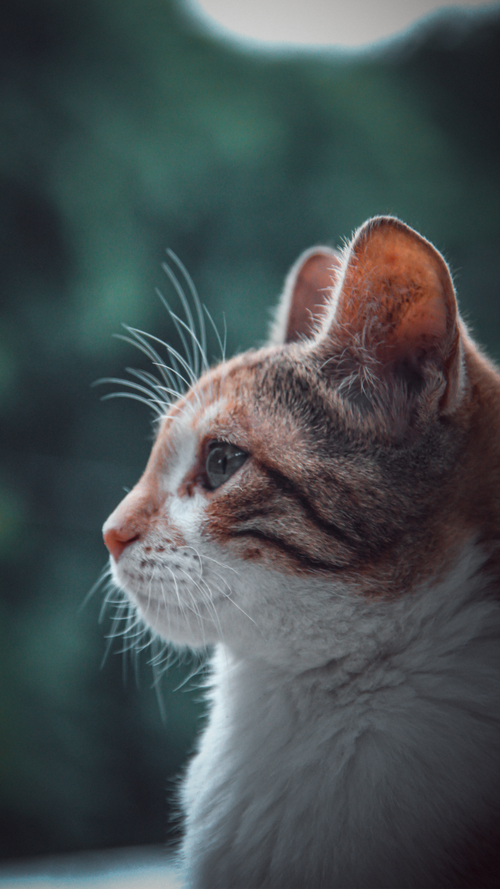 Free A detailed side profile of a domestic cat with a blurred green background. Stock Photo