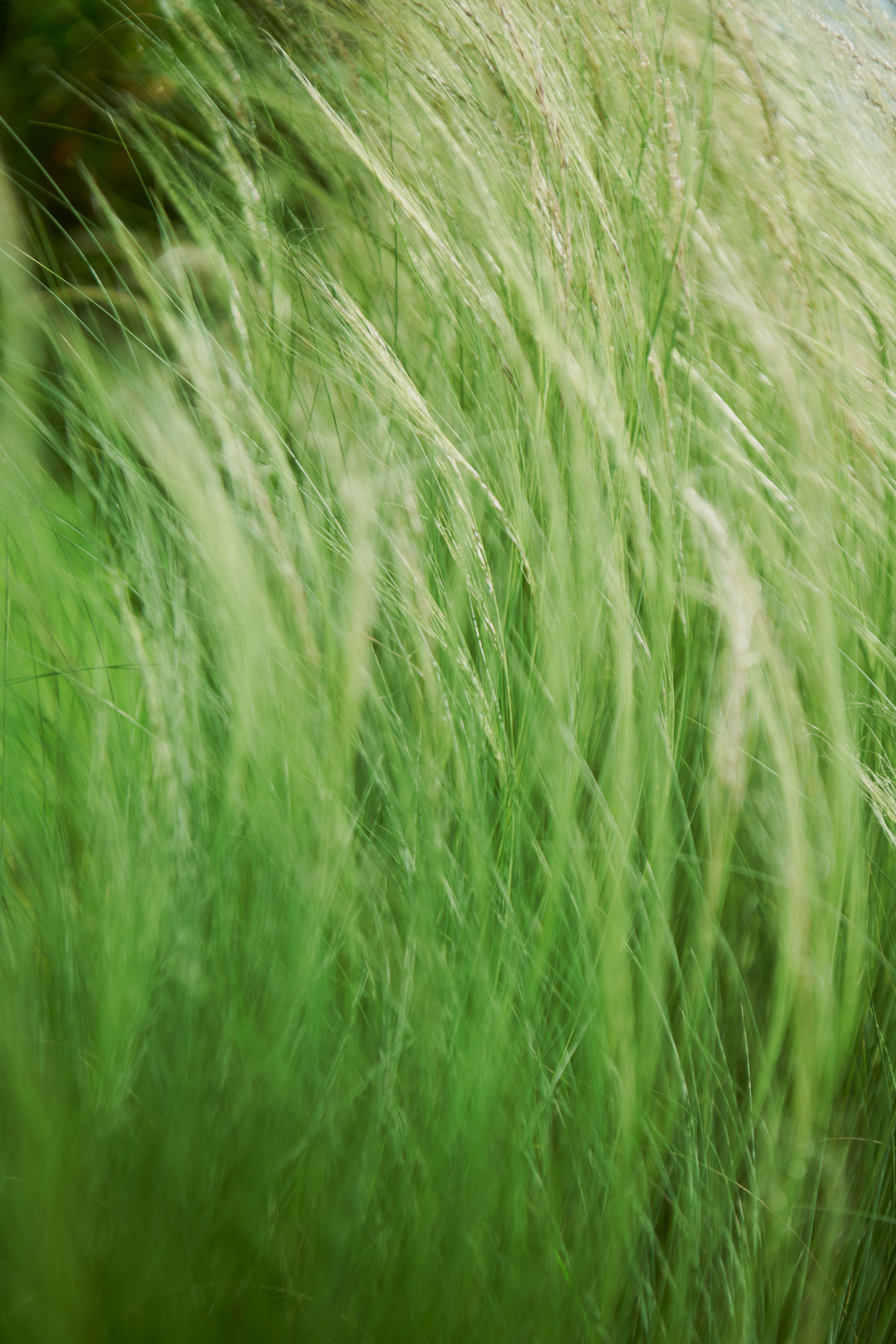 Close up of Green Grass · Free Stock Photo