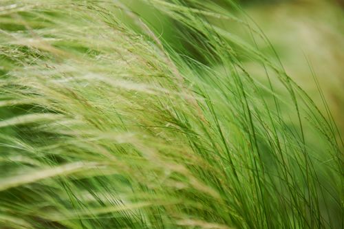 Free Close-up view of green grass blades softly swaying in a breeze, showcasing nature's tranquility. Stock Photo