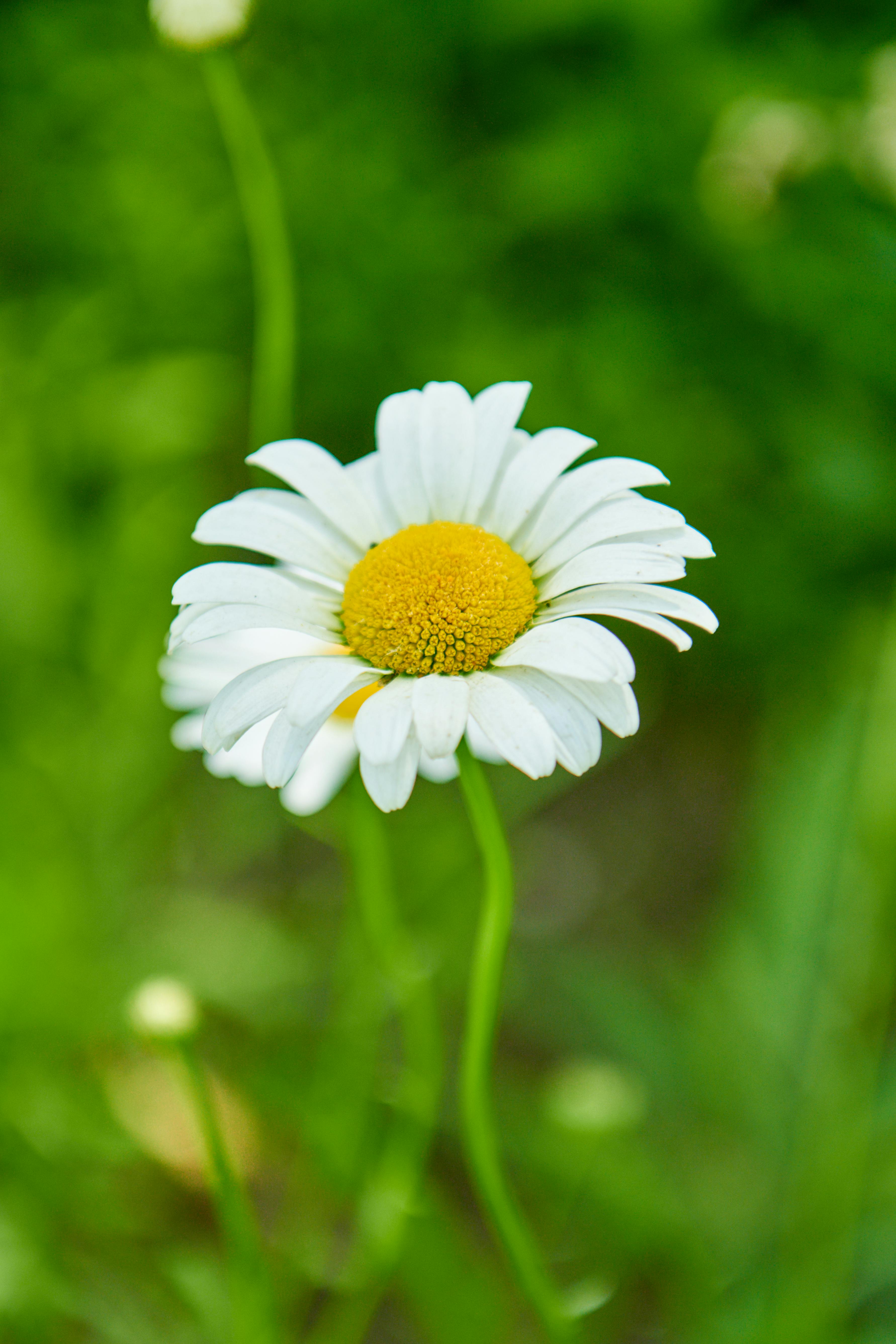 White Flowers on Top of a Book · Free Stock Photo