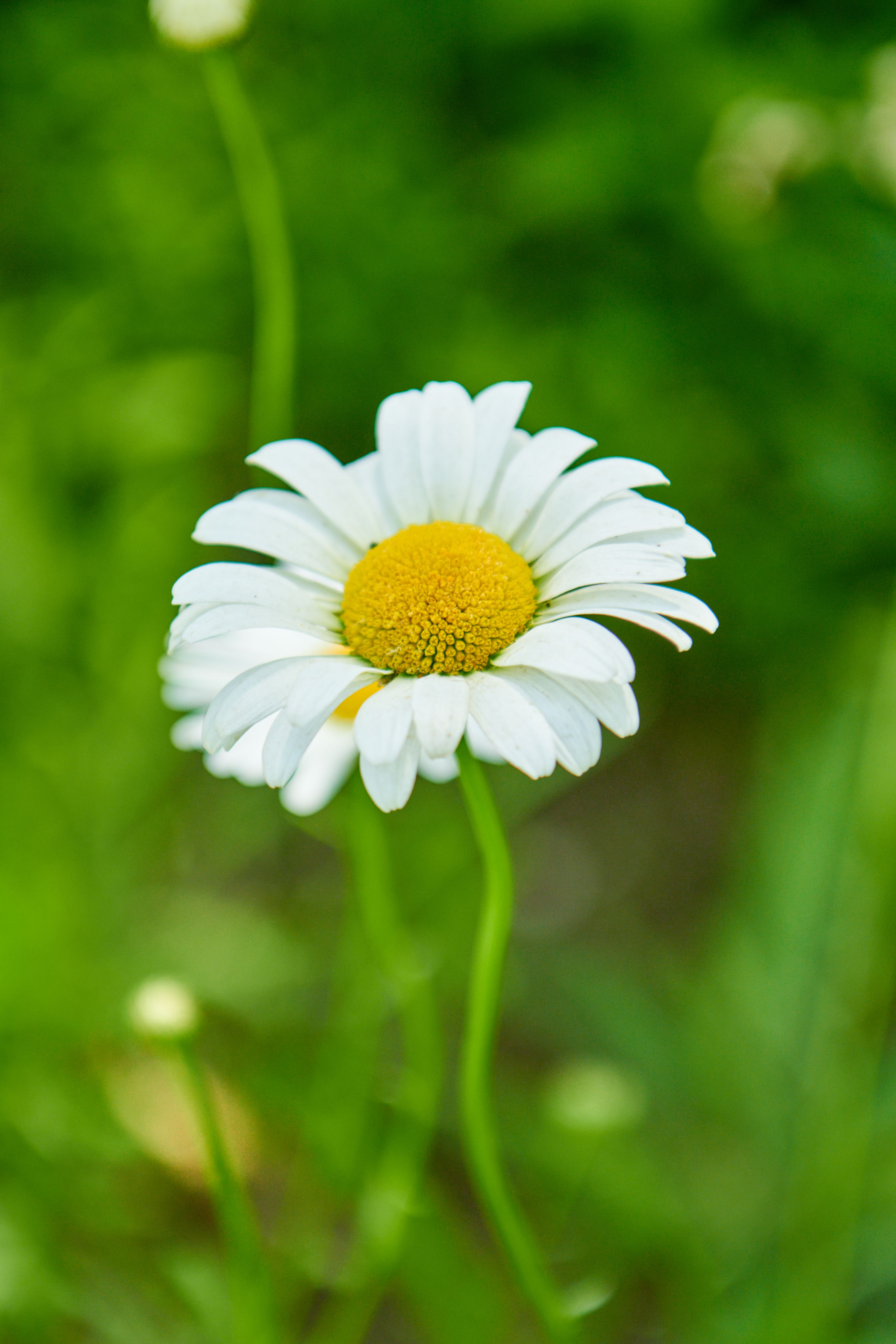Close up of White Flower · Free Stock Photo