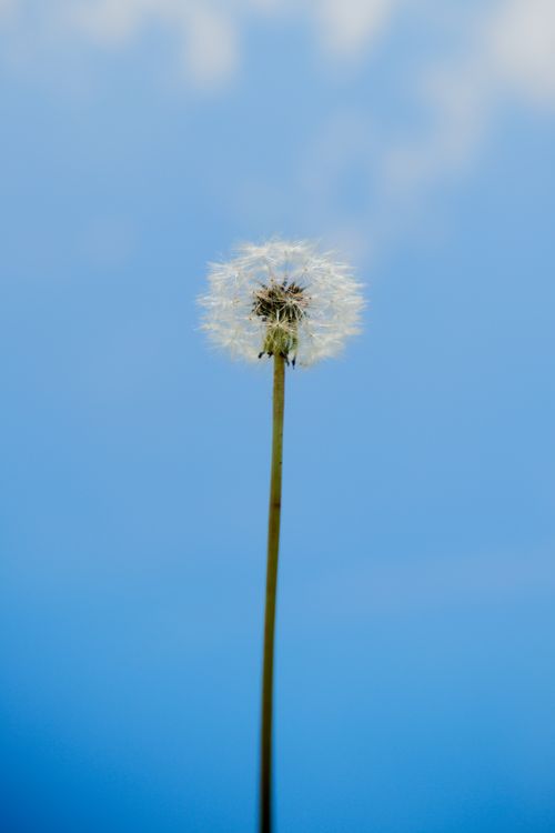Free A single dandelion with seeds against a bright blue sky, captured in a vertical shot. Stock Photo