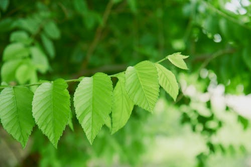 Green Leaves on Branch