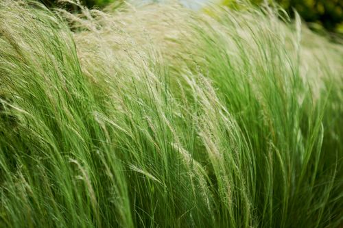 Free Close-up of lush green grass swaying gently with the wind outdoors. Stock Photo