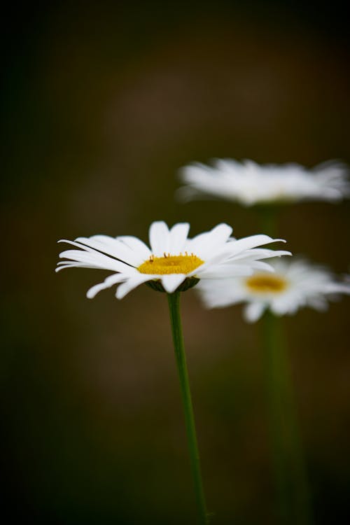 Základová fotografie zdarma na téma bílá, čerstvý, detail