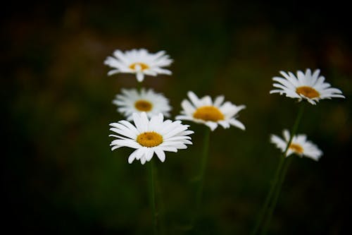 Δωρεάν στοκ φωτογραφιών με γκρο πλαν, λευκός, λουλούδια