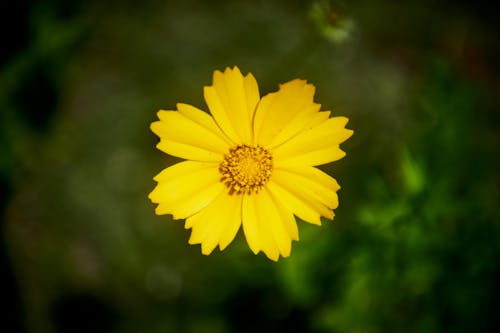 Foto profissional grátis de amarelo, fechar-se, flor
