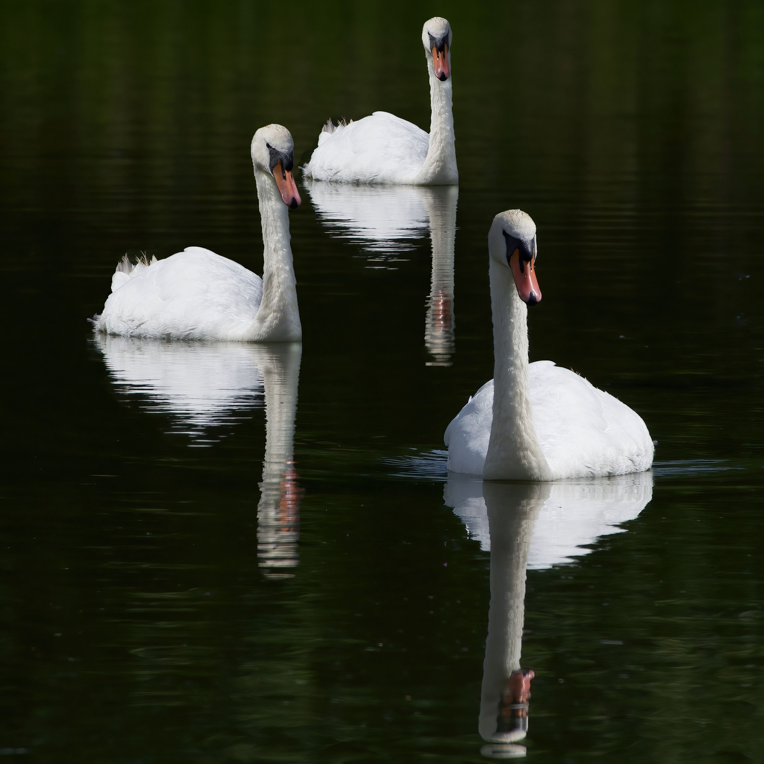 Swans