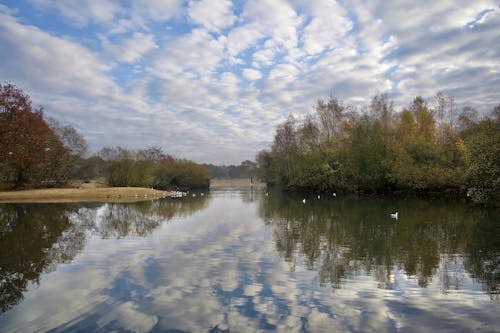 Swans Swimming Lake near Forest