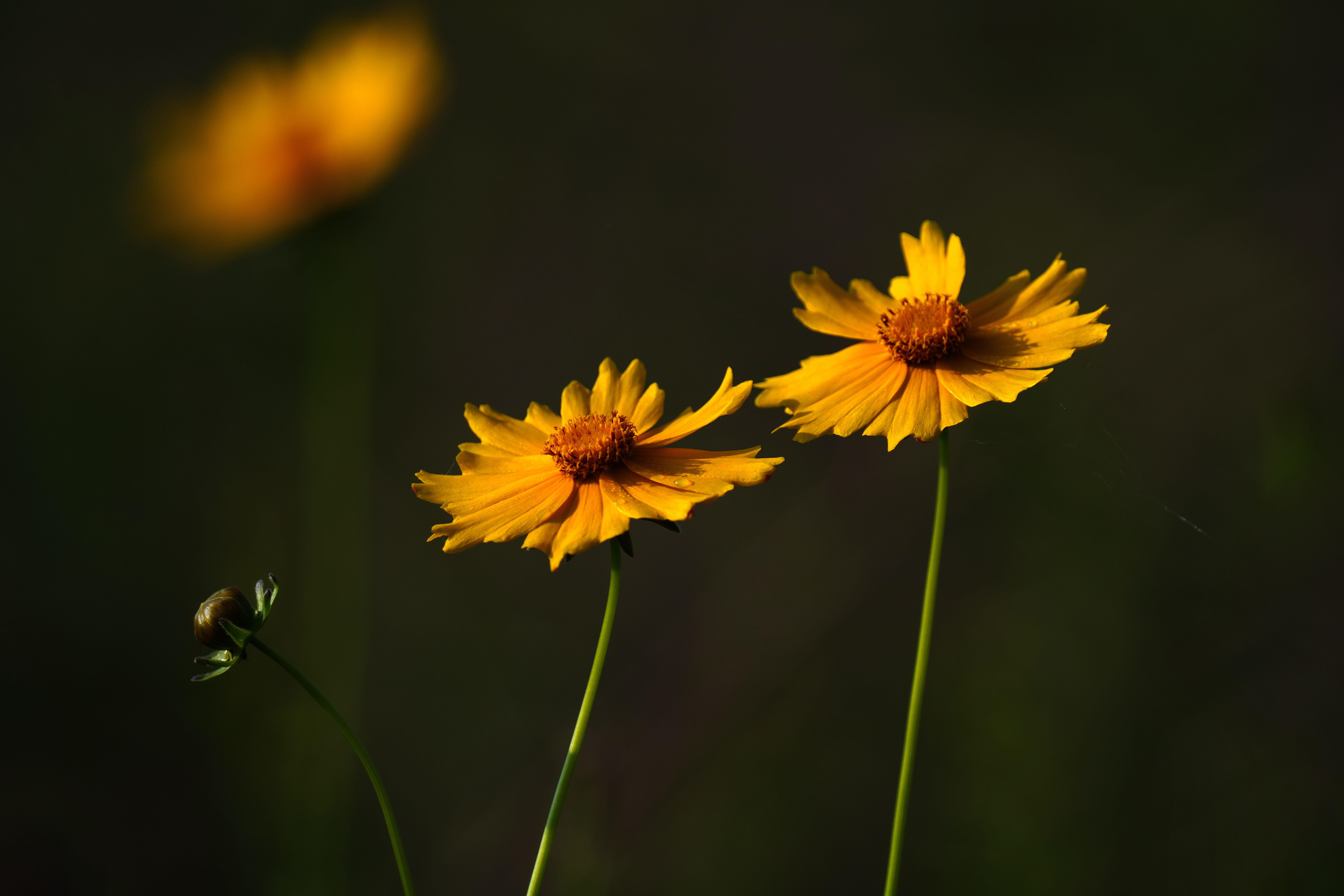 Yellow Flowers on a Field · Free Stock Photo